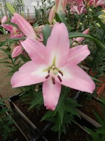 [5197 Crisana VH No02.JPG]